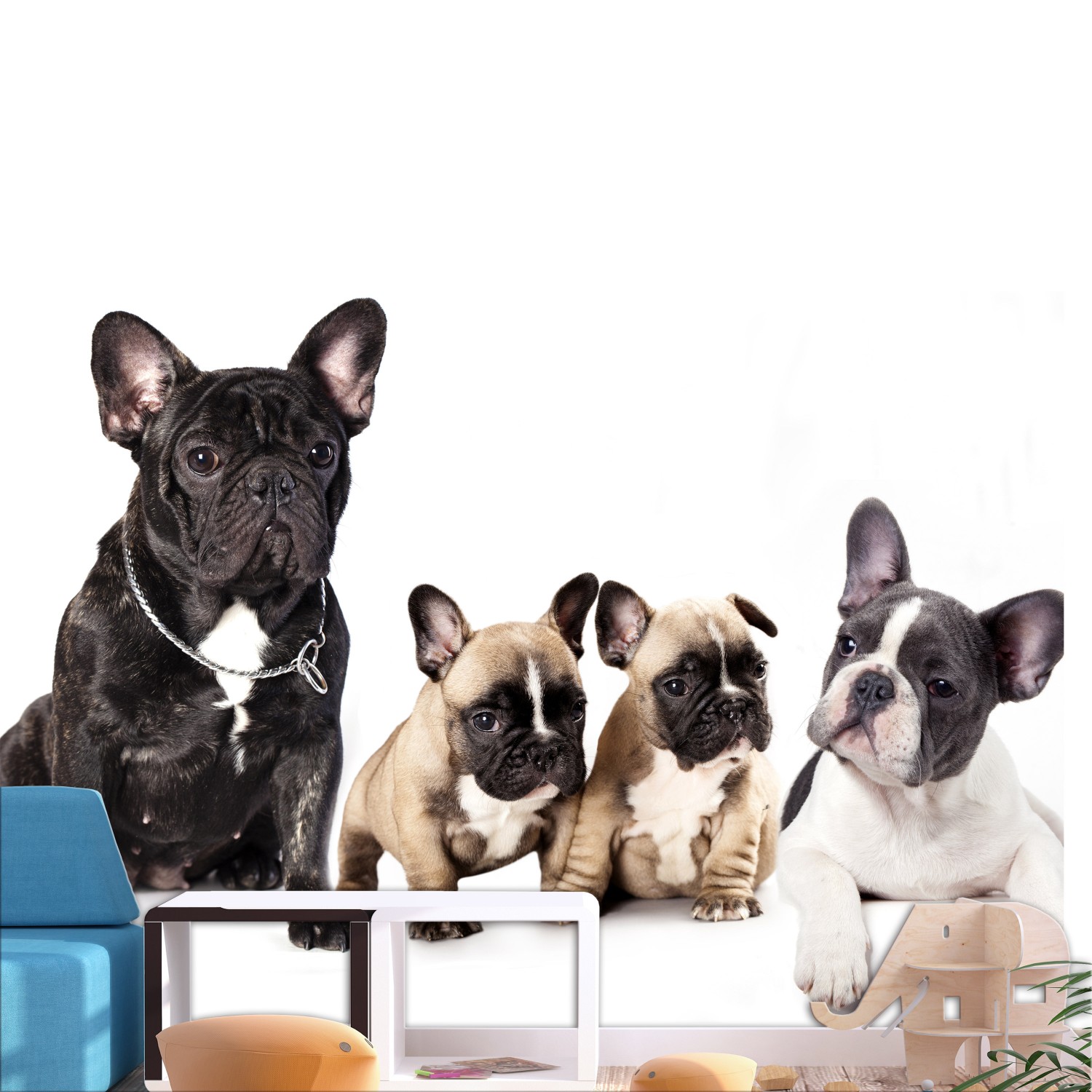 Fototapet Arkiio French Dogs