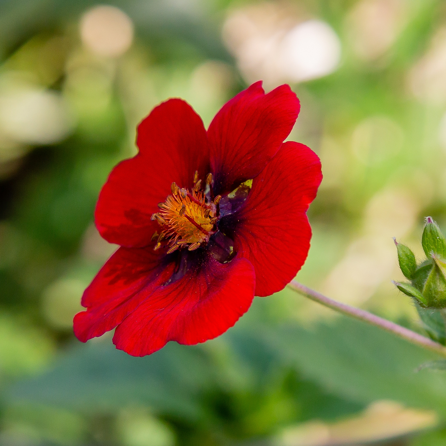 Perenn Omnia Garden Blodfingerört