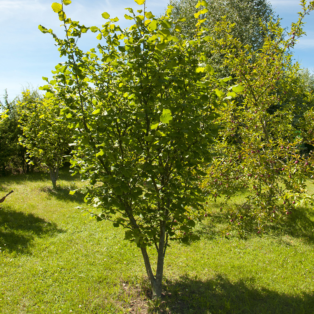 Buske Omnia Garden Hasselnöt Webb's Prize Cob