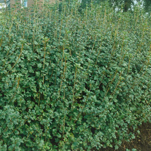 Häck Måbär Omnia Garden Schmidt 50-70cm 4-5 Grenar
