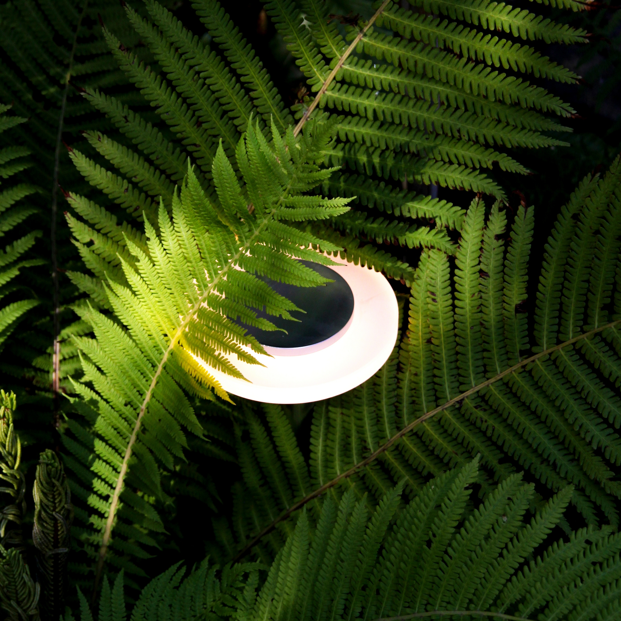 Pollare Lightson Ellips