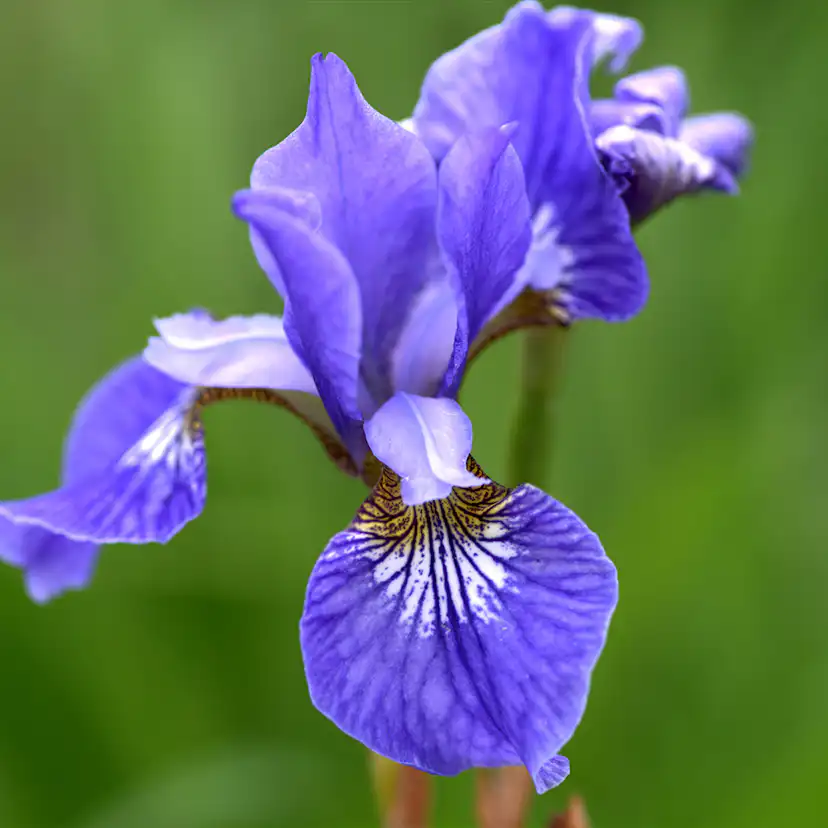 Perenn Omnia Garden Rabattiris Blue King Strandiris