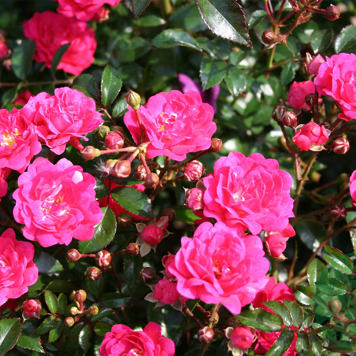 Rabattros Omnia Garden Marktäckande Red Fairy Rosa