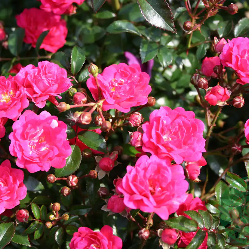 Rabattros Omnia Garden Marktäckande Red Fairy Rosa