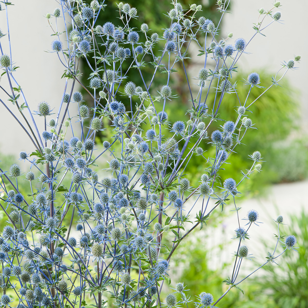 Prydnadsperenn Omnia Garden Rysk Martorn