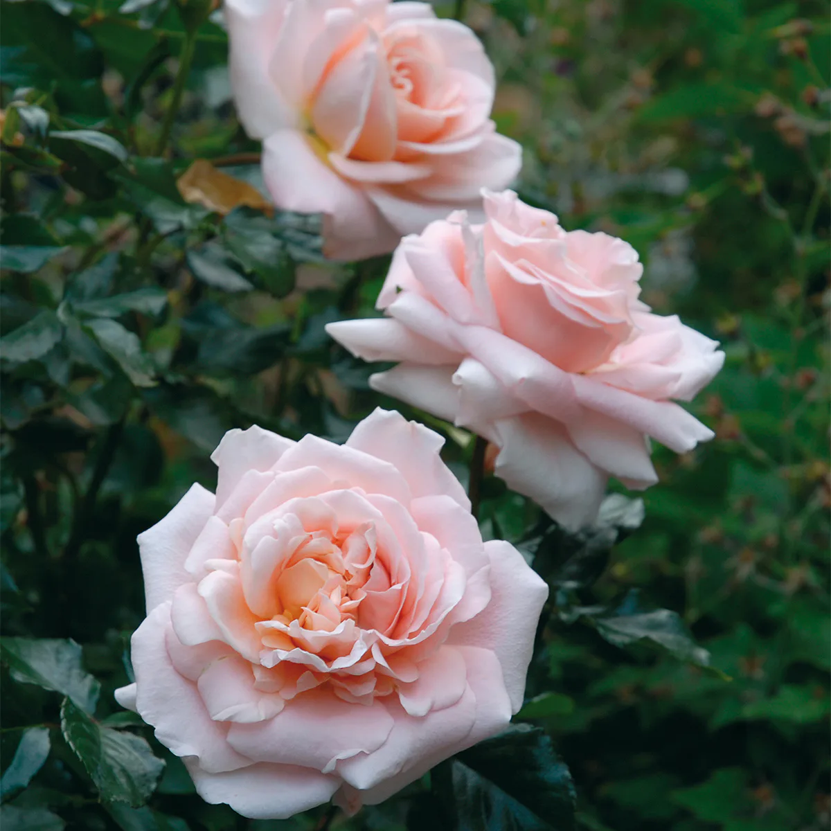 Flerblommig Rabattros Omnia Garden Kalmar