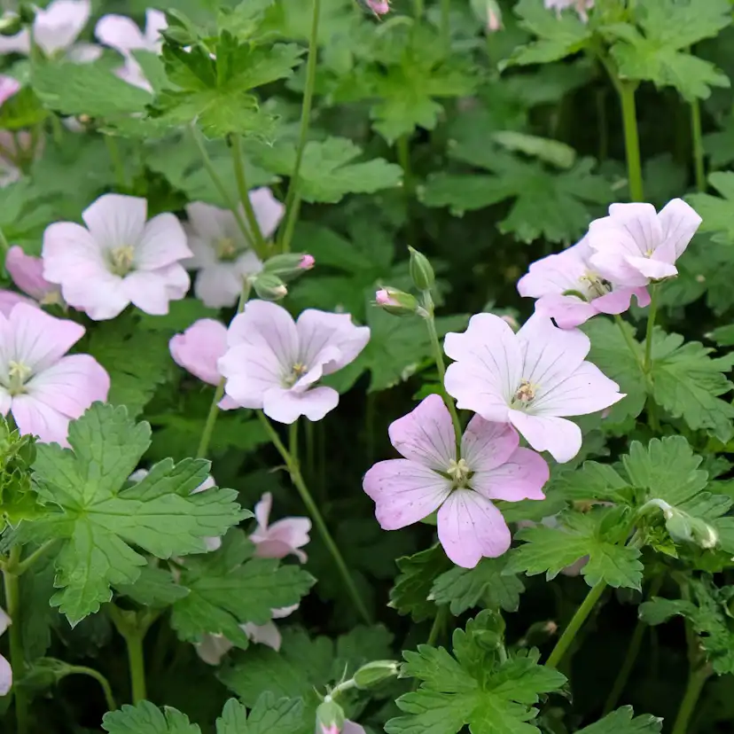 Perenn Omnia Garden Trädgårdsnäva Dreamland Bremdream