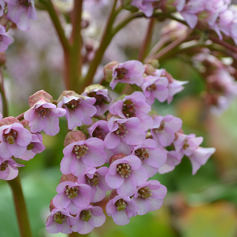 Snittblomma Omnia Garden Hjärtbergenia Möja