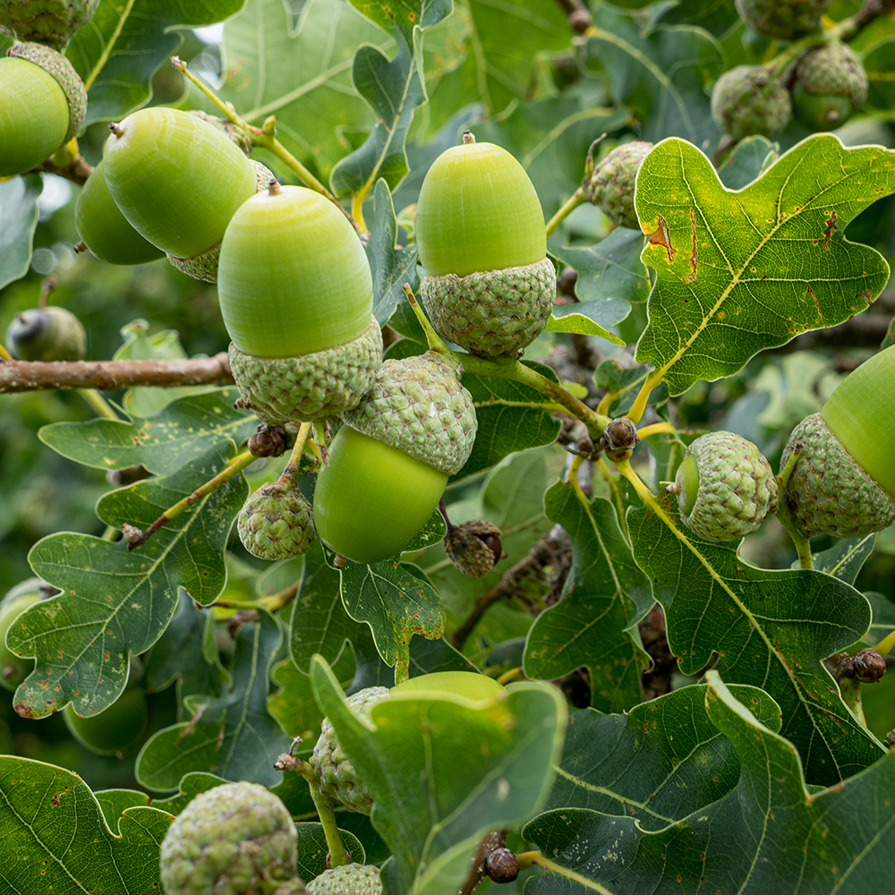 Prydnadsträd Skogsek Omnia Garden 150-200 cm