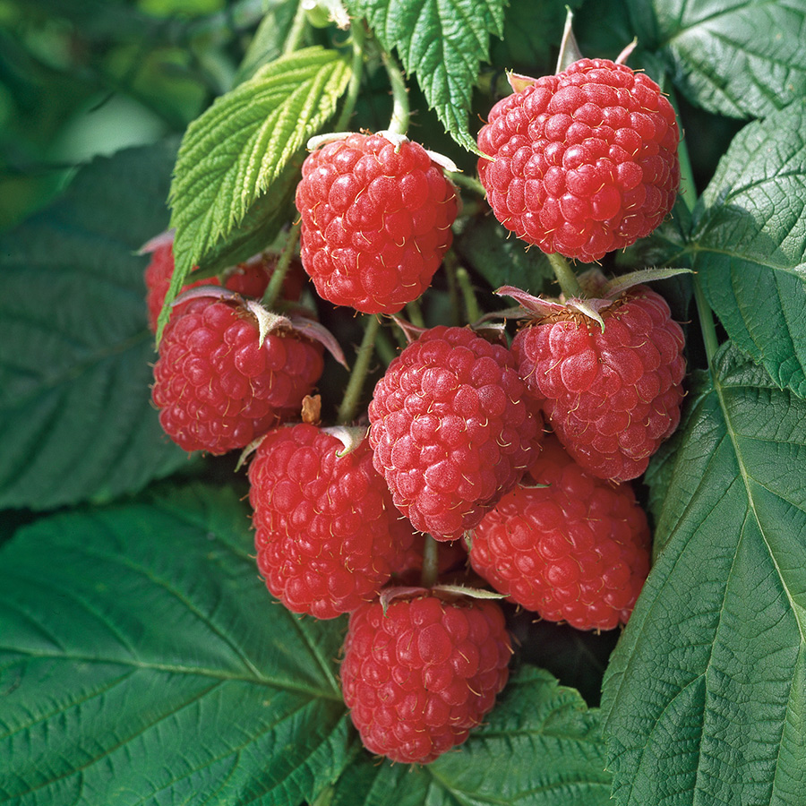 Buske Mörkrött Hösthallon Omnia Garden Autumn Bliss 40-60 cm