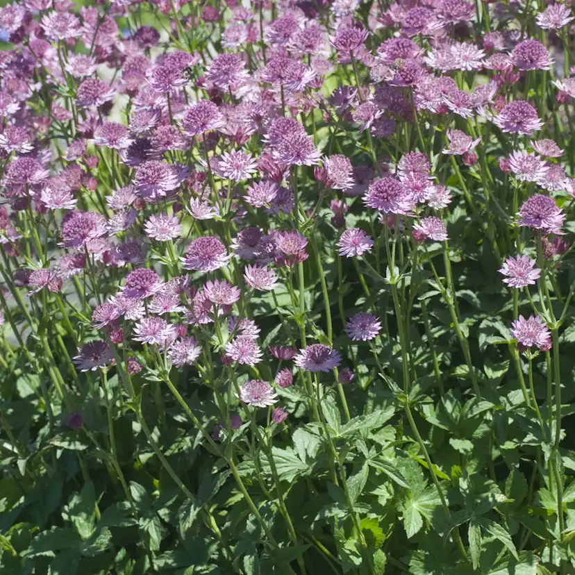 Perenn Omnia Garden Stjärnflocka Major Roma