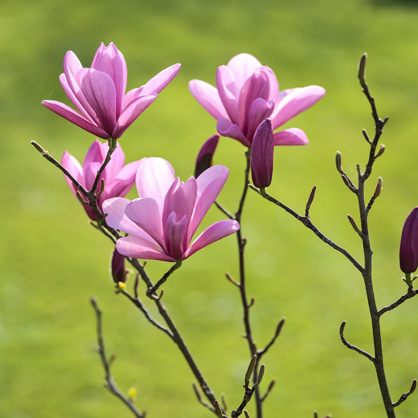 Prydnadsbuske Omnia Garden Liljemagnolia Nigra 60-80 cm