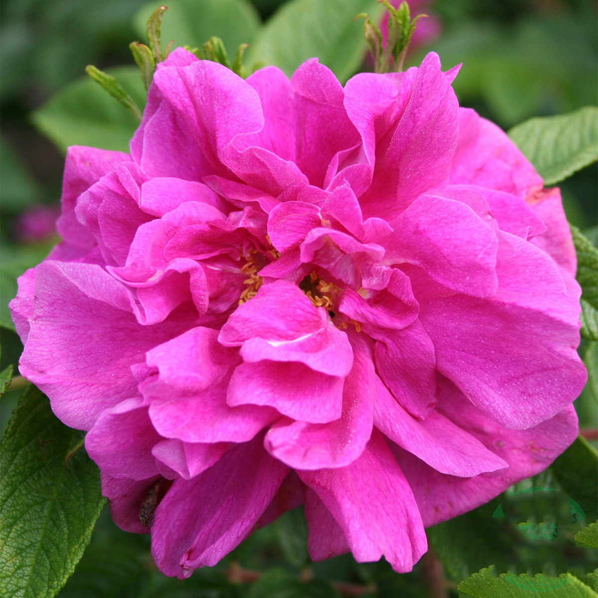 Storblommig Buskros Omnia Garden Hansa