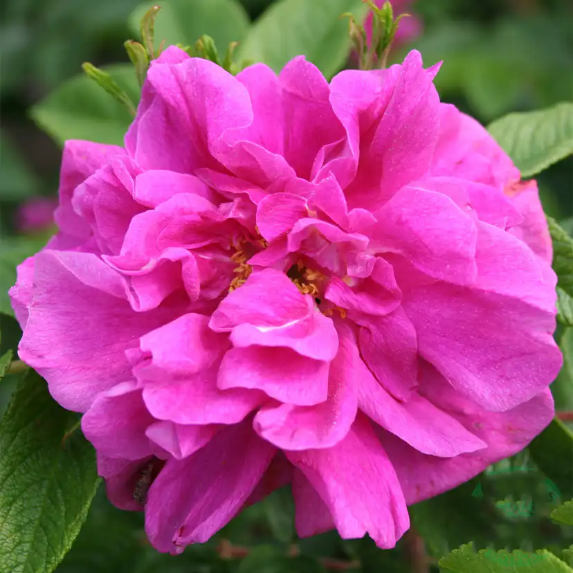 Storblommig Buskros Omnia Garden Hansa