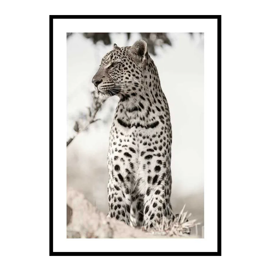 Poster Gallerix African Leopard