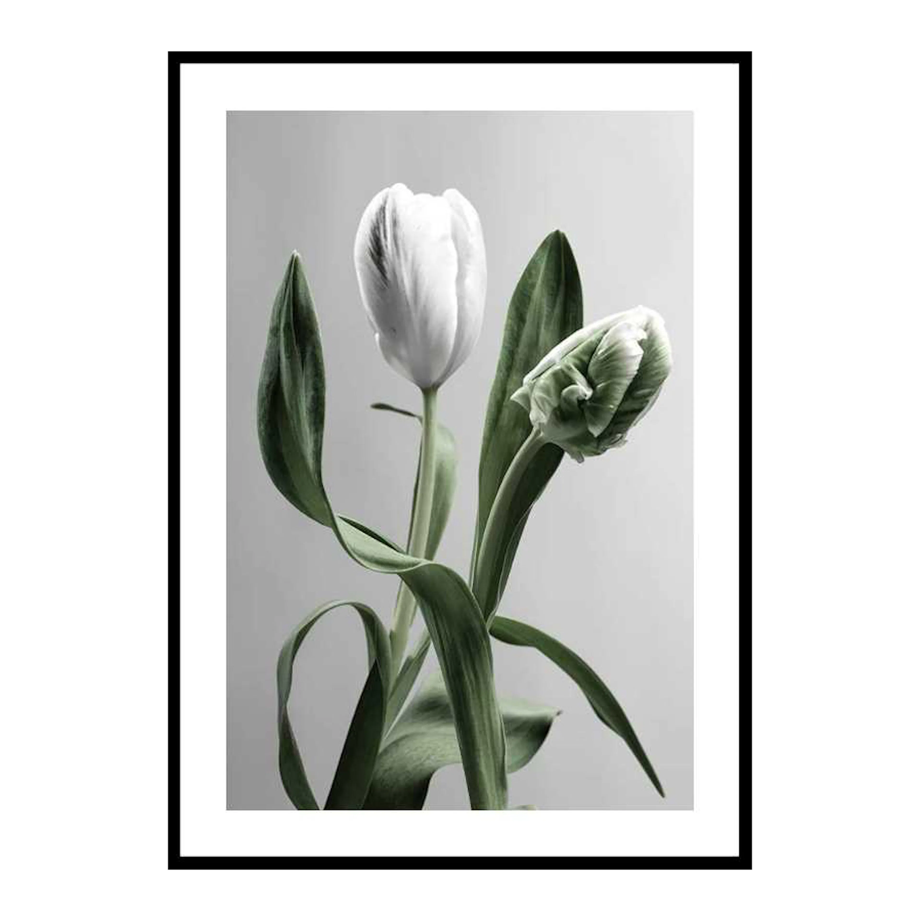Tulip Flower 50x70 cm