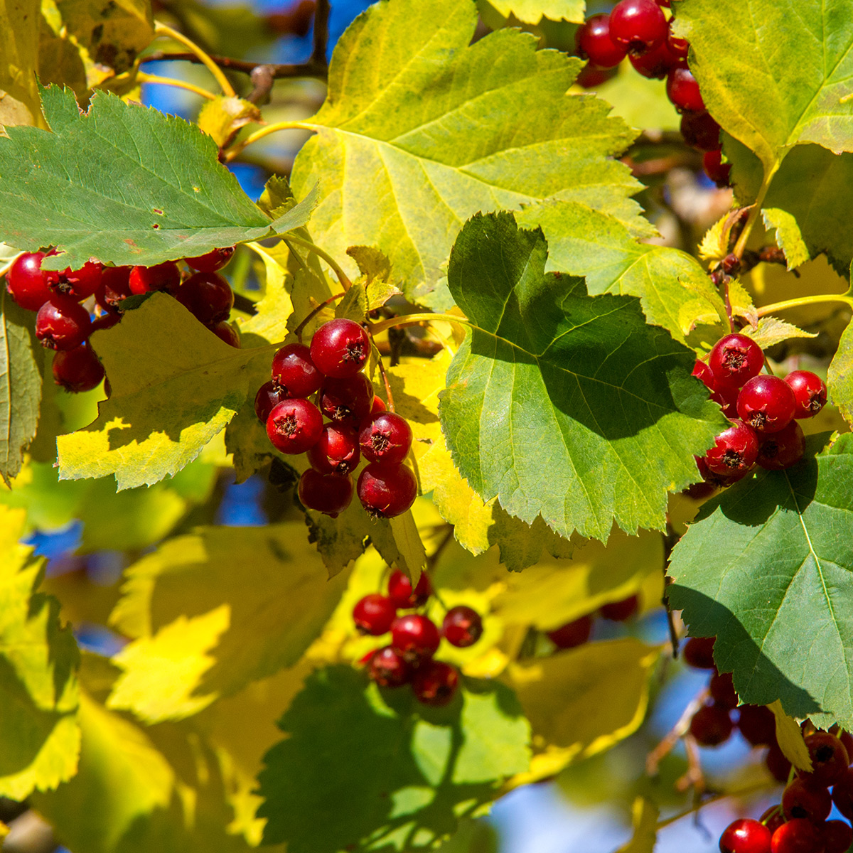 Buske Omnia Garden Scharlakanshagtorn