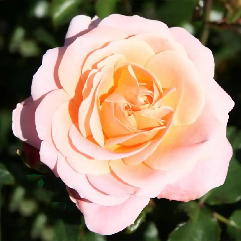 Flerblommig Rabattros Omnia Garden Kalmar