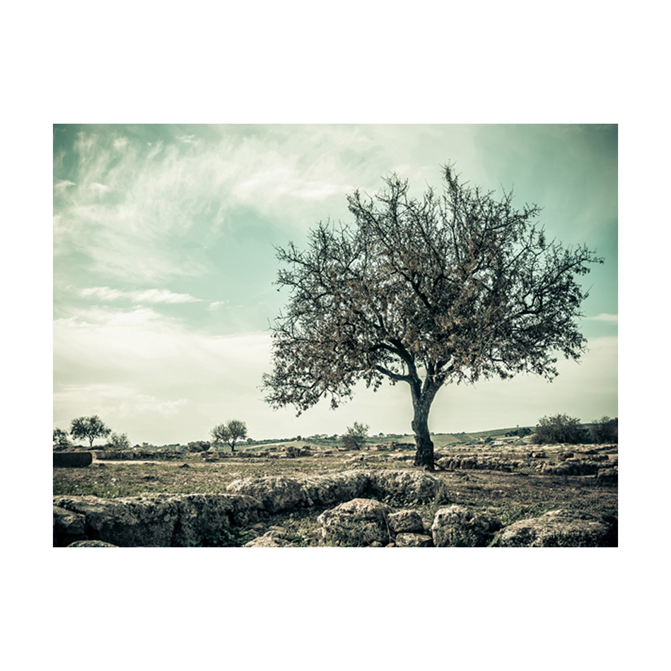 Fototapet Arkiio Träd Vintage