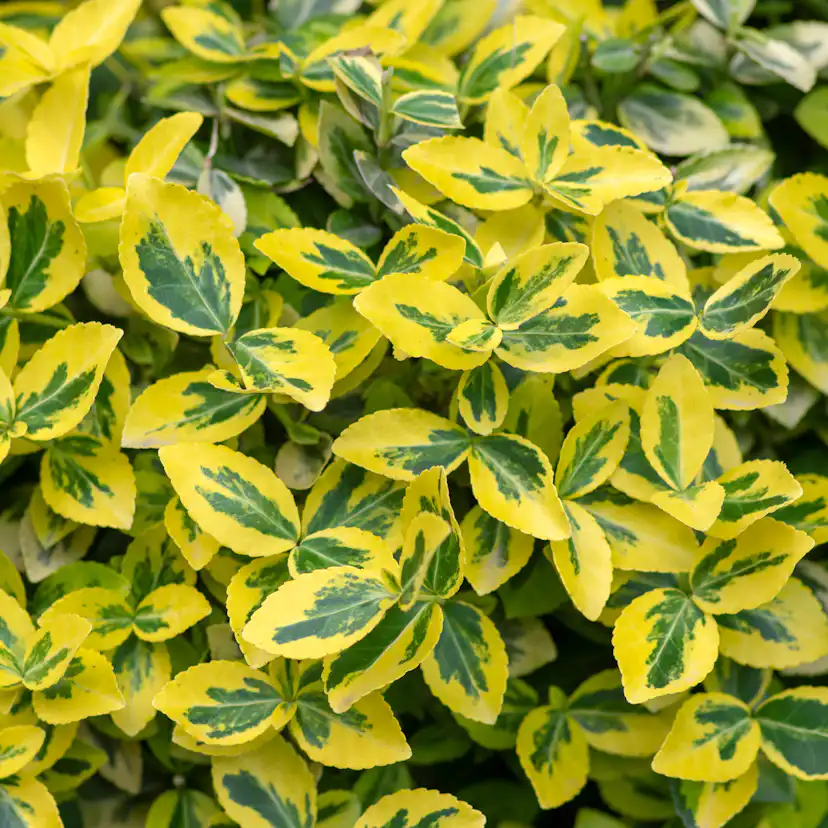 Klätterbenved Omnia Garden Marktäckande Gulbrokig Emerald'n'Gold