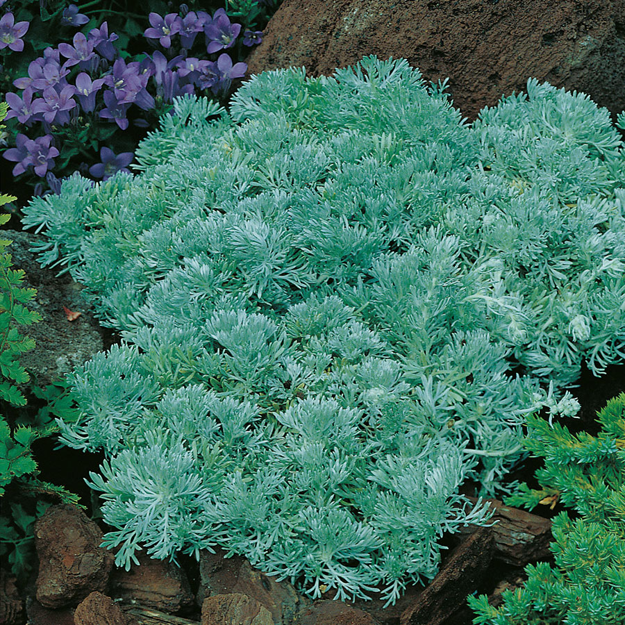 Perenn Omnia Garden Krypmalört