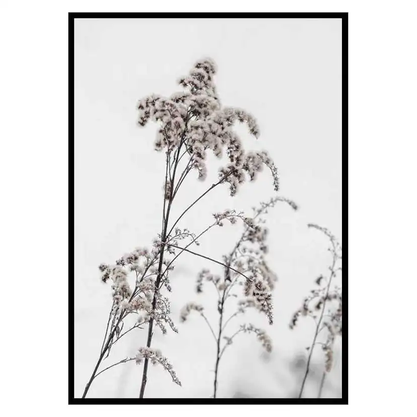 Poster Gallerix Dry Flowers