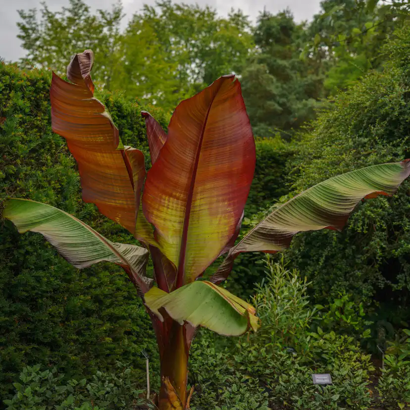 Prydnadsväxt Omnia Garden Röd Banan Ensete Ventricosum Maurelli