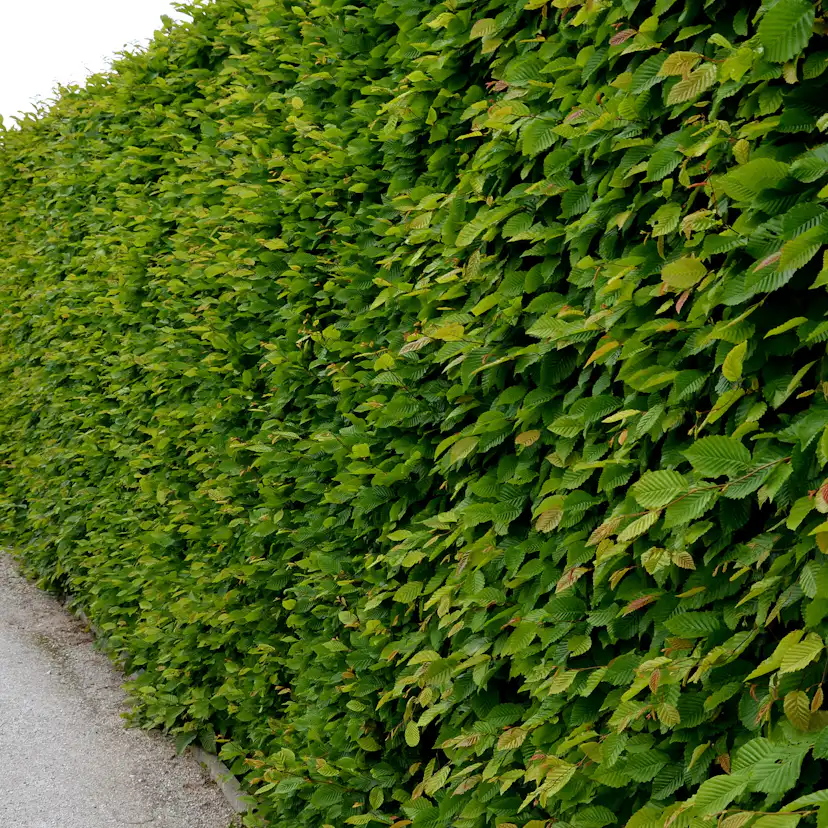 Avenbok Omnia Garden 30-50 cm