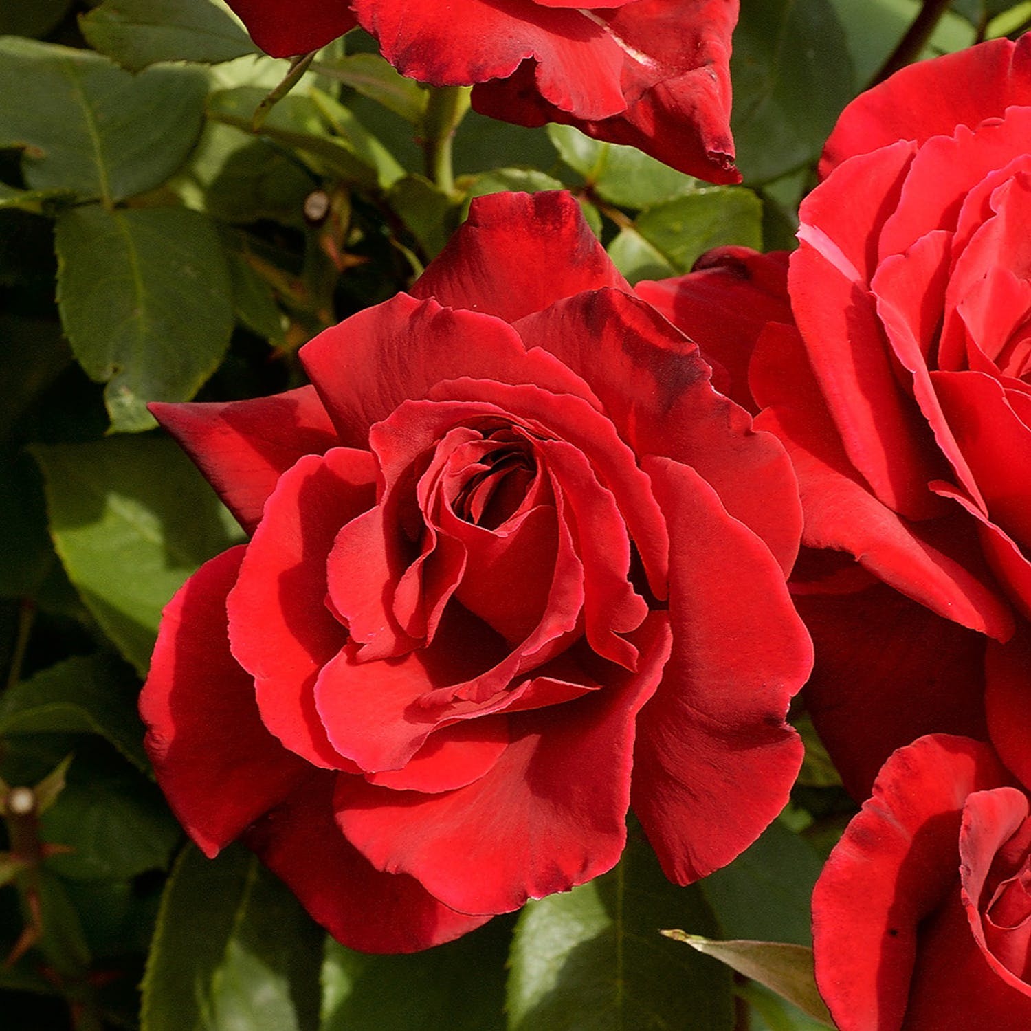 Storblommig Rabattros Omnia Garden Erotika