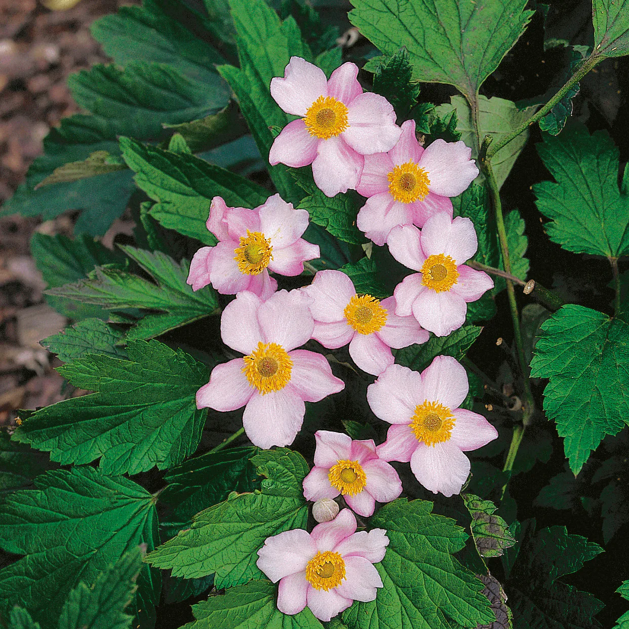 Perenn Omnia Garden Höstanemon Robustissima