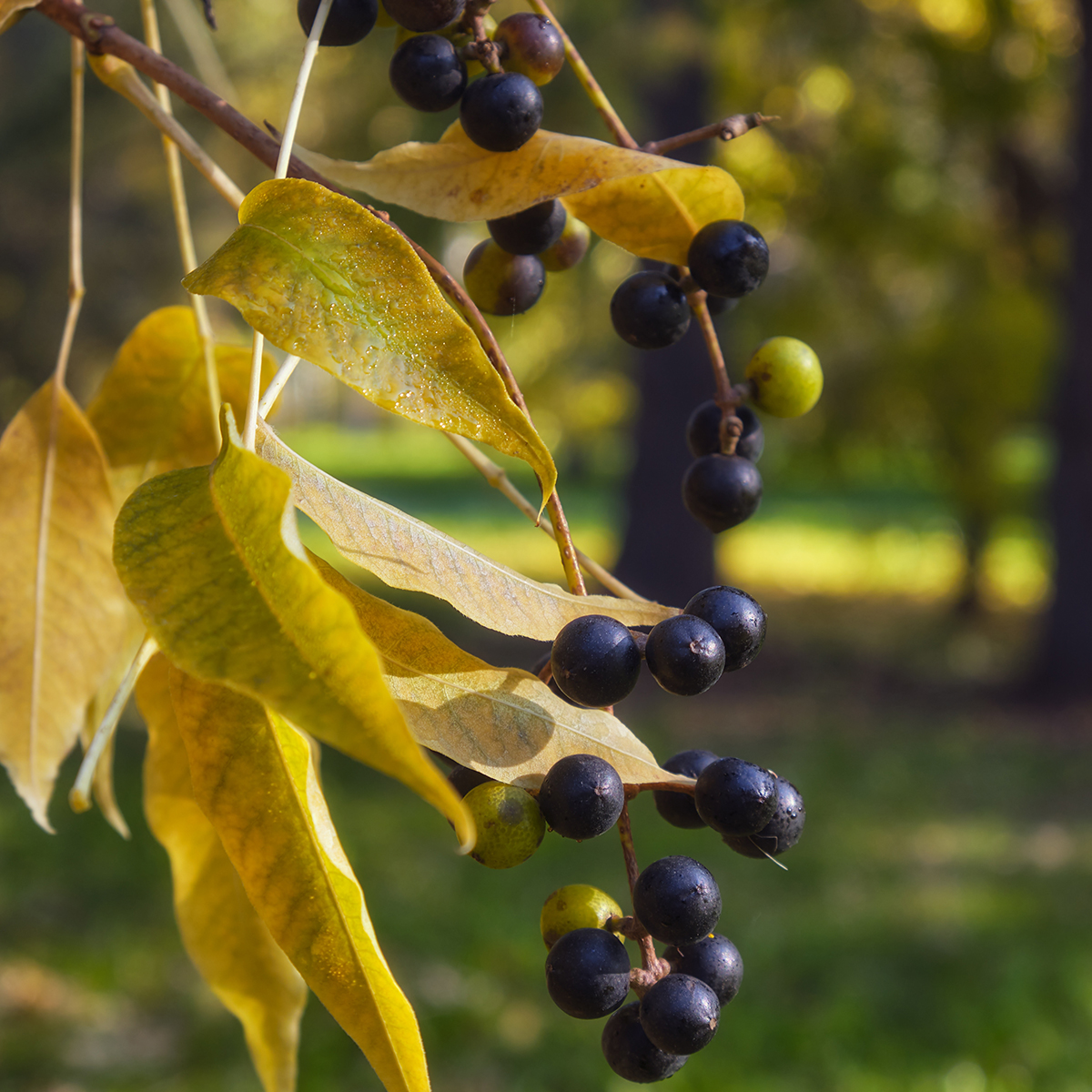 Näverhägg Omnia Garden Högstamsträd 300-400 cm, Frilandsodlad Alleträd, Vit Blomning