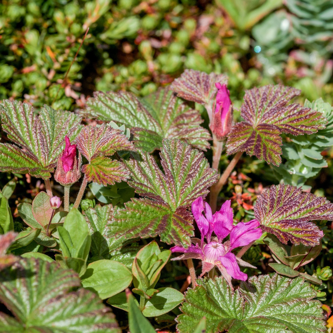 Bärbuske Omnia Garden Allåkerbär Stellarcticus Anna