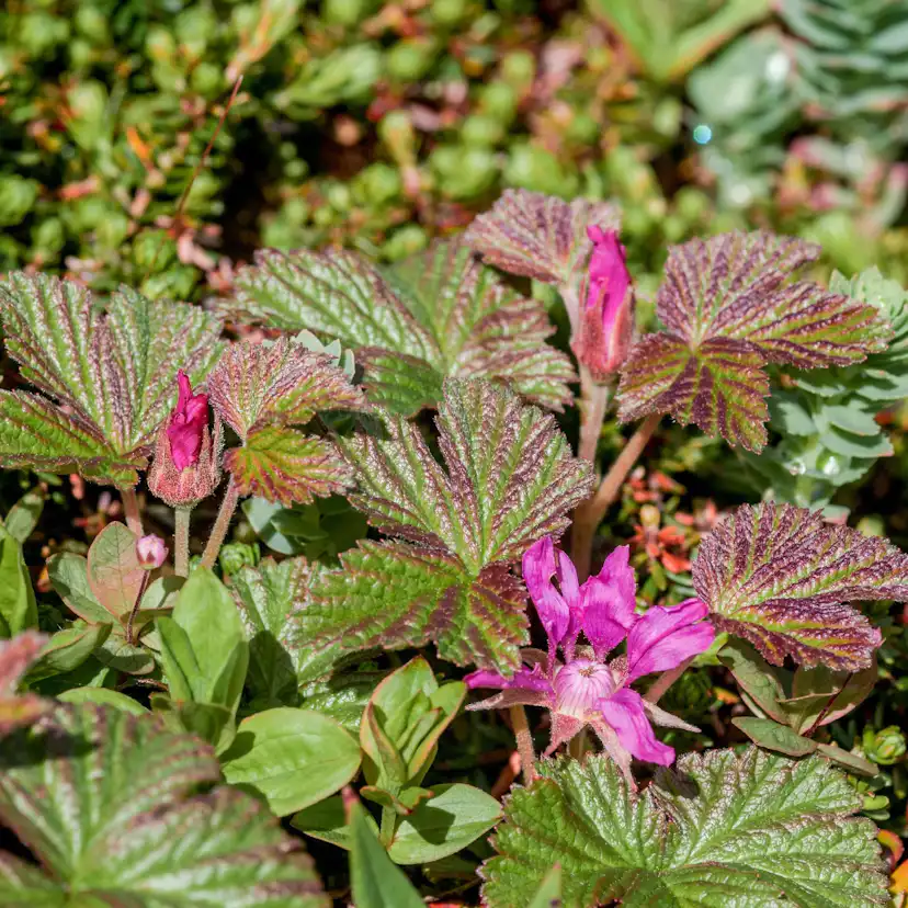 Bärbuske Omnia Garden Allåkerbär Stellarcticus Anna