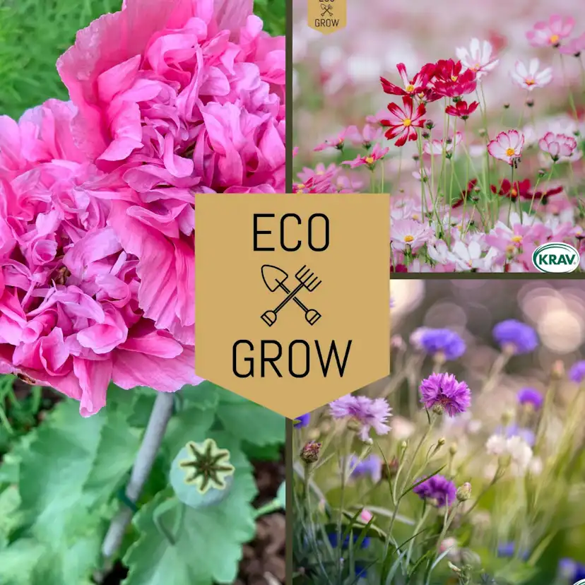Blomfröer Eco Grow Blomsterkit Sommaräng - Svenska Trädgårdsblommor 3-pack
