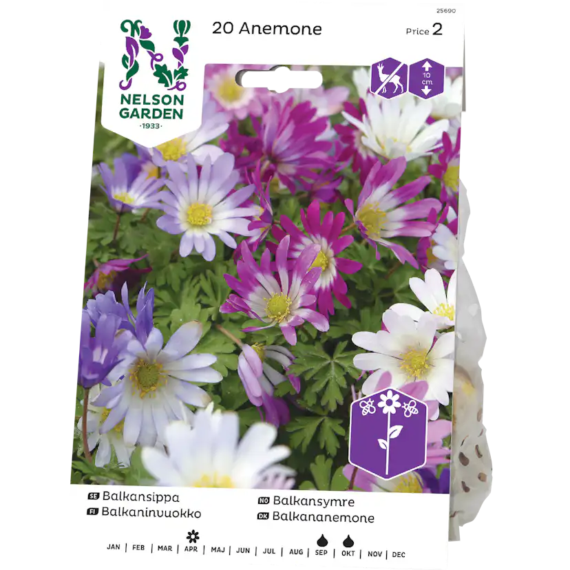 Balkansippa Nelson Garden Blandade Färger