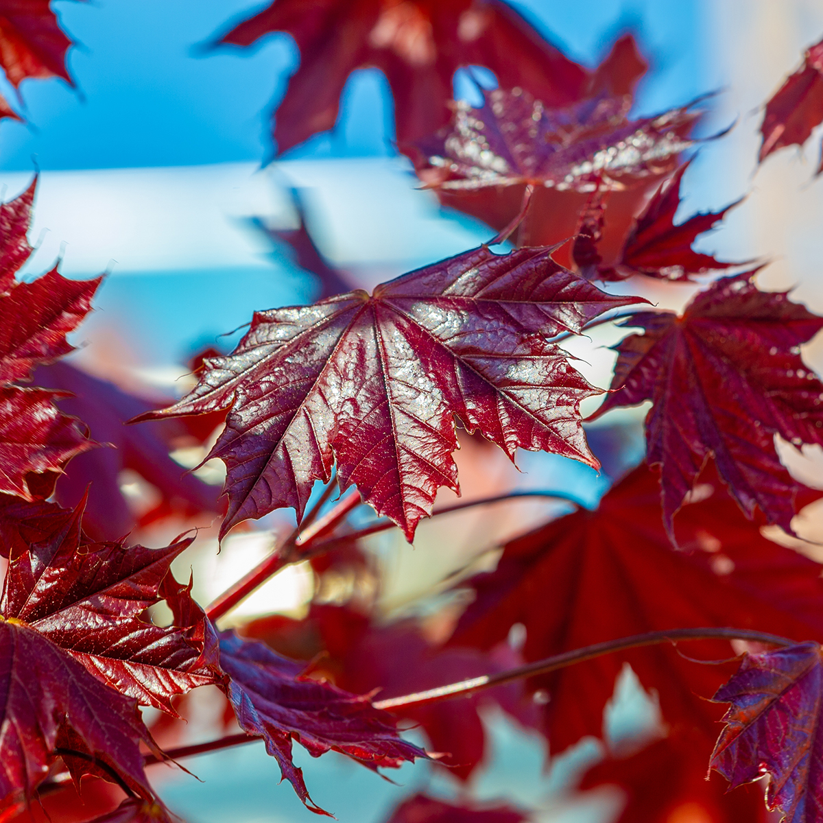 Prydnadsträd Skogslönn Omnia Garden Rödbladig 350-450 cm