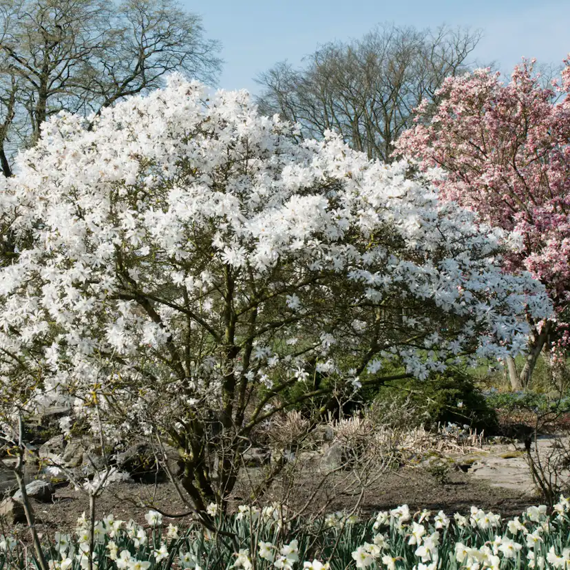Prydnadsbuske Omnia Garden Stjärnmagnolia 80-100 cm