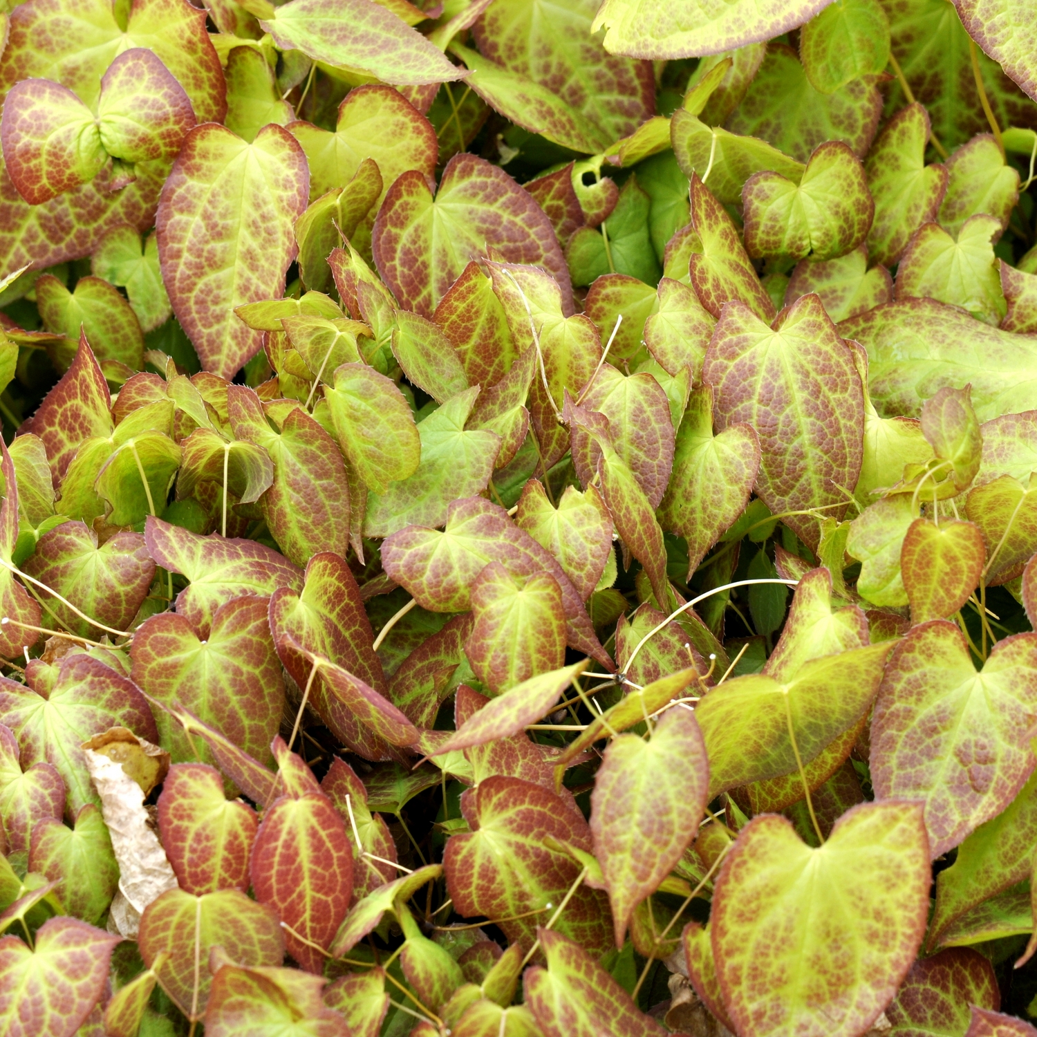 Sockblomma Omnia Garden Frohnleiten Taggig