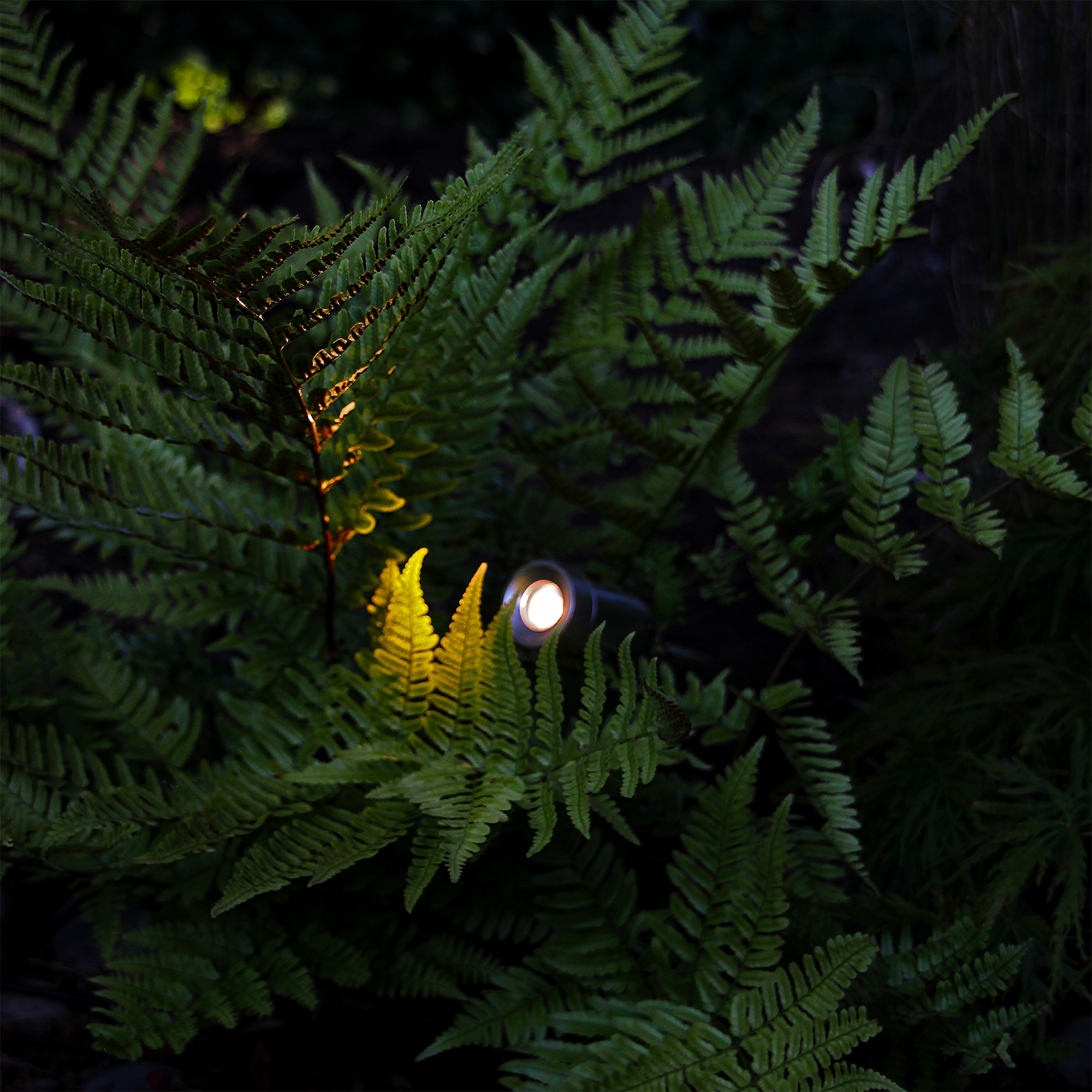 Markspot Lightson Optica