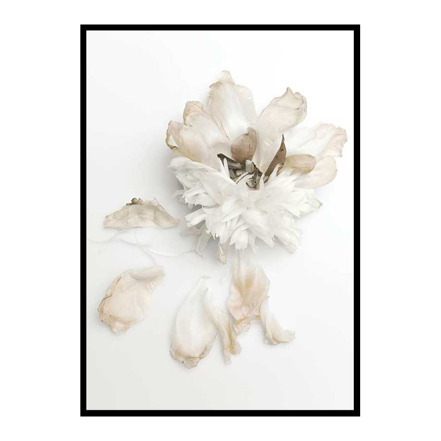 Poster Gallerix Peony Petals No2