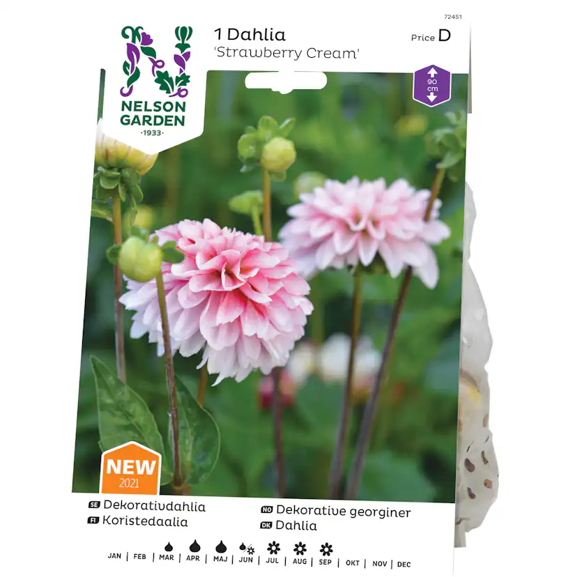 Dekorativdahlia Nelson Garden Strawberry Cream