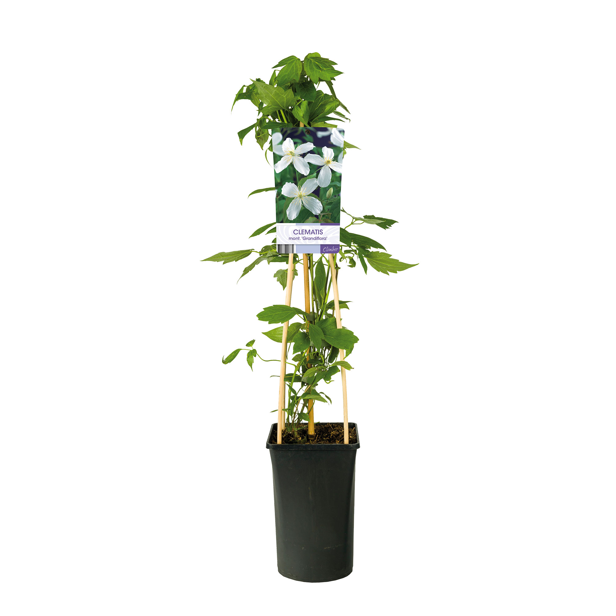 Klätterväxt Vit Bergsklematis Omnia Garden Grandiflora 40-60 cm