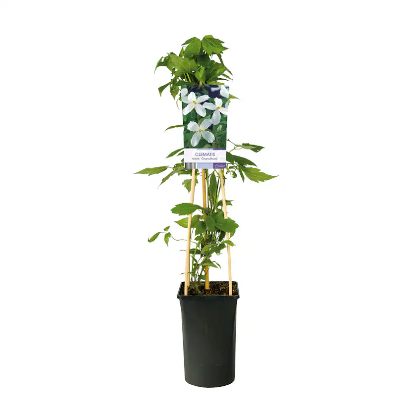 Klätterväxt Vit Bergsklematis Omnia Garden Grandiflora 40-60 cm