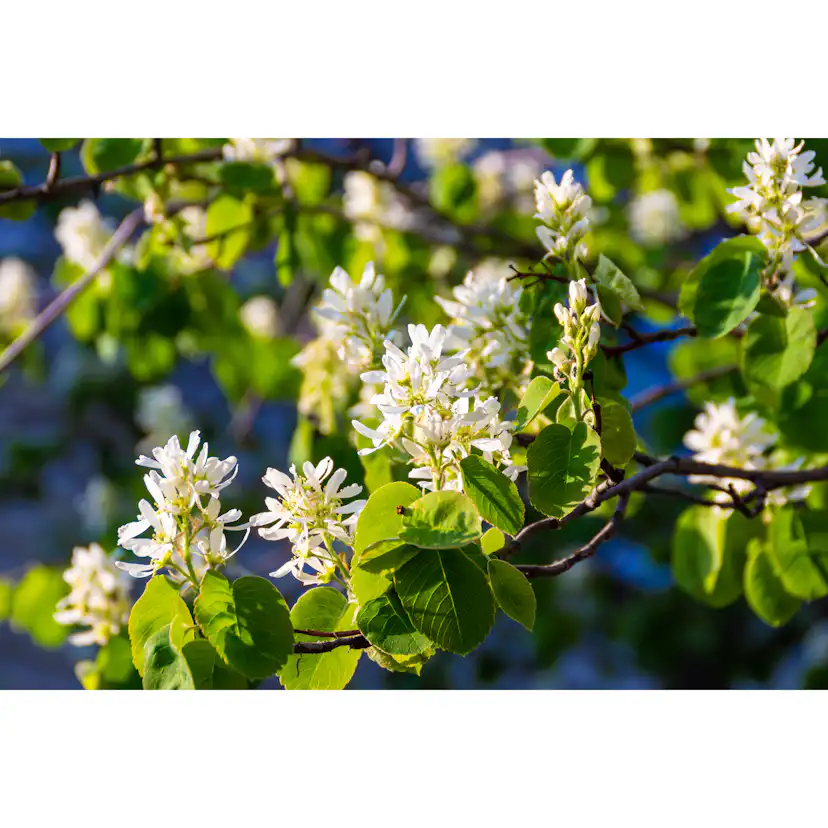 Bärhäggmispel Omnia Garden 20-40cm