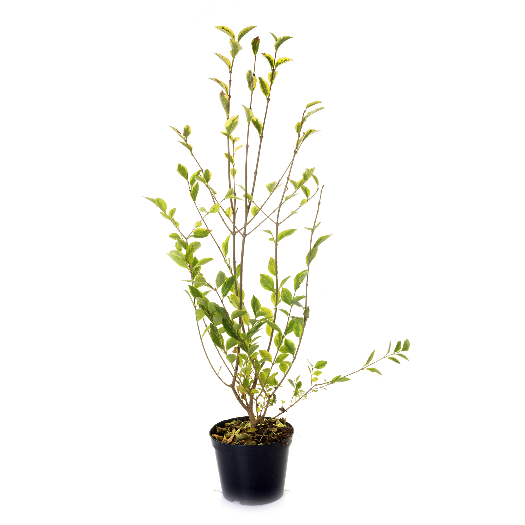 Häck Omnia Garden Vinterliguster Liga Krukodlade 10st