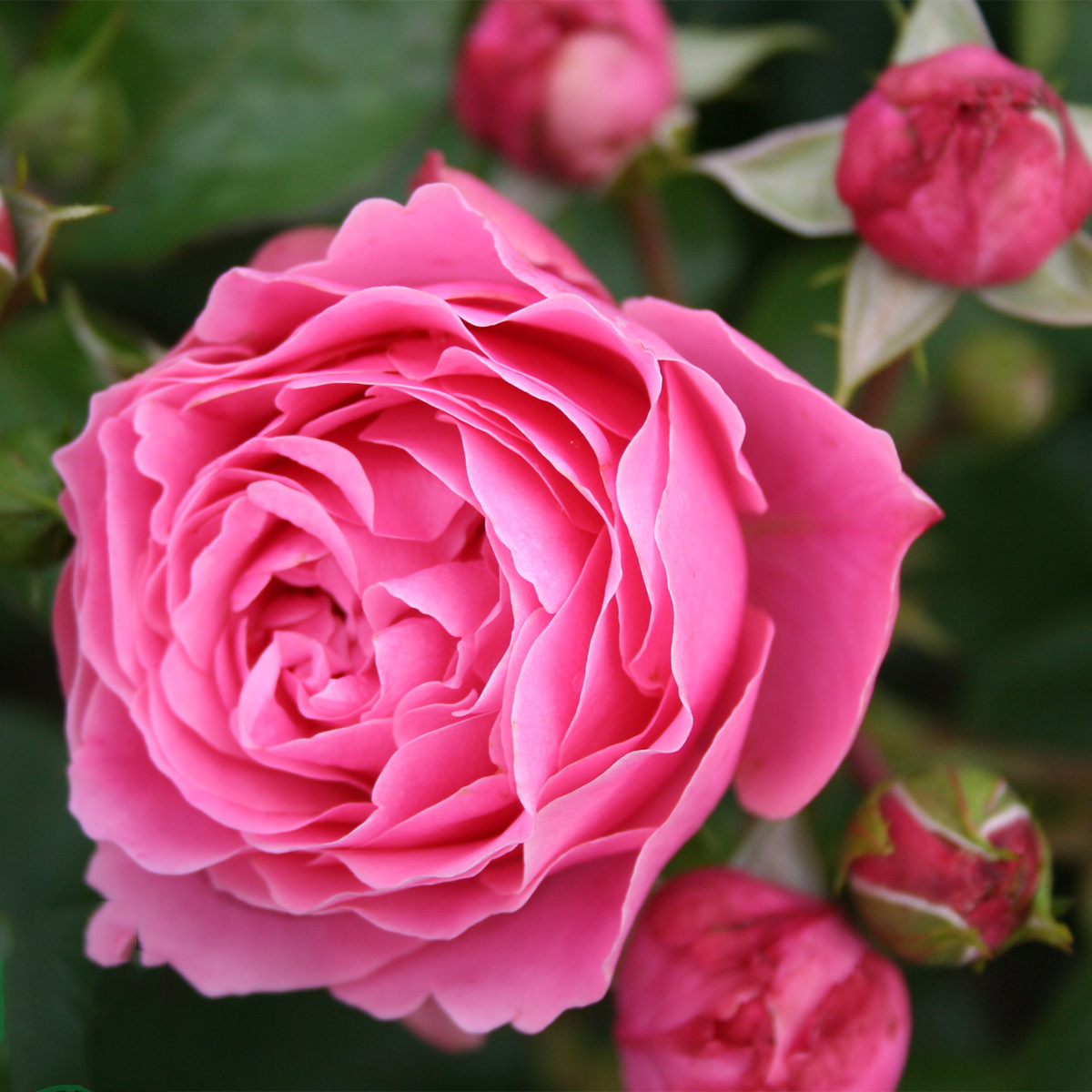 Flerblommig Rabattros Omnia Garden Leonardo da Vinci