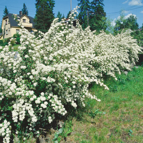Buske Omnia Garden Bukettspirea 50-80 cm