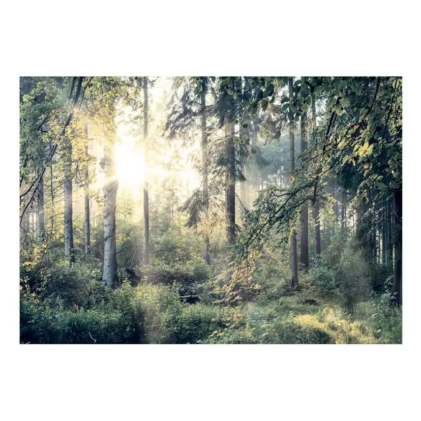 Fototapet Arkiio Självhäftande Tales Of A Forest