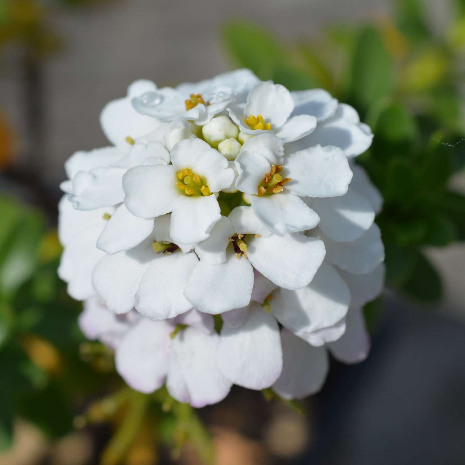 Vinteriberis Omnia Garden Schneeflocke