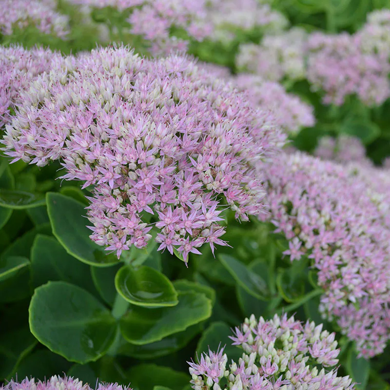 Rabattblomma Omnia Garden Kinesisk Kärleksört Granlunda